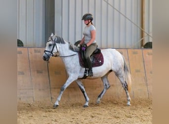 Altri pony/cavalli di piccola taglia, Giumenta, 8 Anni, 143 cm, Grigio