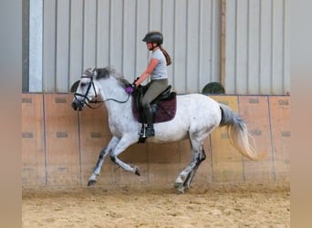 Altri pony/cavalli di piccola taglia, Giumenta, 8 Anni, 143 cm, Grigio