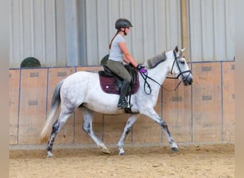 Altri pony/cavalli di piccola taglia, Giumenta, 8 Anni, 143 cm, Grigio