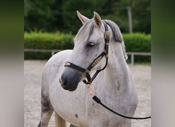 Altri pony/cavalli di piccola taglia, Giumenta, 8 Anni, 143 cm, Grigio