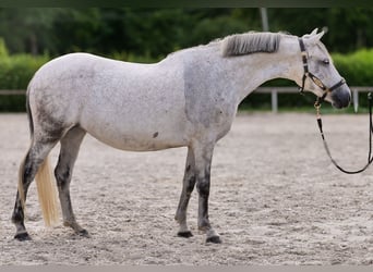 Altri pony/cavalli di piccola taglia, Giumenta, 8 Anni, 143 cm, Grigio
