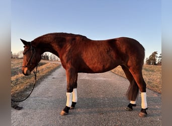 Altri pony/cavalli di piccola taglia, Giumenta, 8 Anni, 145 cm, Baio