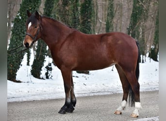Altri pony/cavalli di piccola taglia, Giumenta, 8 Anni, 145 cm, Baio