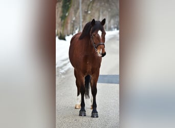 Altri pony/cavalli di piccola taglia, Giumenta, 8 Anni, 145 cm, Baio