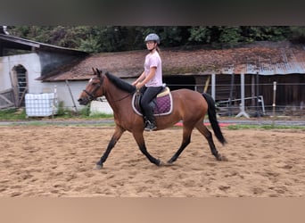 Altri pony/cavalli di piccola taglia, Giumenta, 8 Anni, 147 cm, Baio