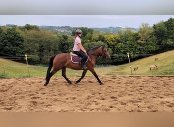 Altri pony/cavalli di piccola taglia, Giumenta, 8 Anni, 147 cm, Baio