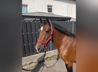 Altri pony/cavalli di piccola taglia, Giumenta, 8 Anni, 147 cm, Baio