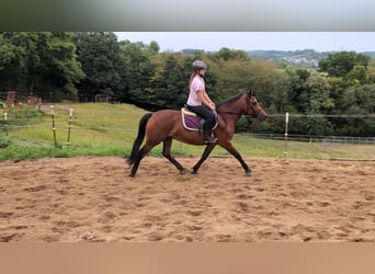 Altri pony/cavalli di piccola taglia, Giumenta, 8 Anni, 147 cm, Baio