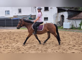 Altri pony/cavalli di piccola taglia, Giumenta, 8 Anni, 147 cm, Baio