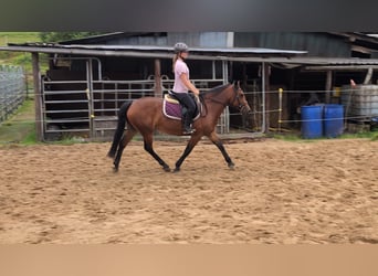 Altri pony/cavalli di piccola taglia, Giumenta, 8 Anni, 147 cm, Baio