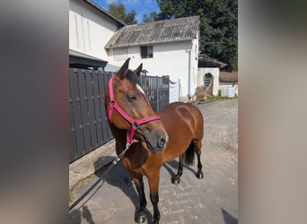Altri pony/cavalli di piccola taglia, Giumenta, 8 Anni, 147 cm, Baio
