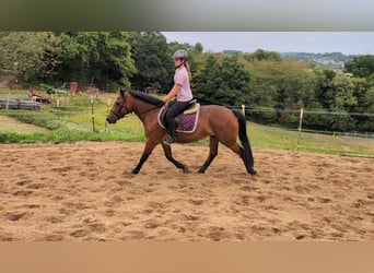 Altri pony/cavalli di piccola taglia, Giumenta, 8 Anni, 147 cm, Baio
