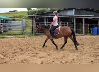 Altri pony/cavalli di piccola taglia, Giumenta, 8 Anni, 147 cm, Baio
