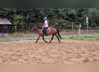 Altri pony/cavalli di piccola taglia, Giumenta, 8 Anni, 147 cm, Baio