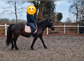Altri pony/cavalli di piccola taglia, Giumenta, 8 Anni, 150 cm, Morello