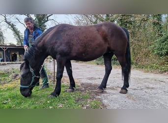 Altri pony/cavalli di piccola taglia, Giumenta, 8 Anni, 150 cm, Morello