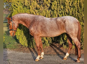 Altri pony/cavalli di piccola taglia, Giumenta, 8 Anni, 150 cm, Roano rosso