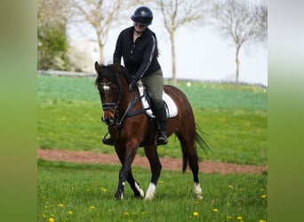 Altri pony/cavalli di piccola taglia, Giumenta, 8 Anni, 154 cm, Baio