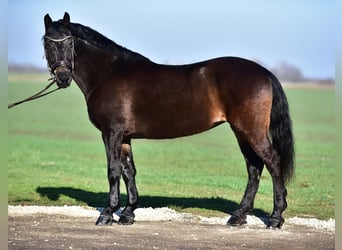 Altri pony/cavalli di piccola taglia, Giumenta, 8 Anni, 155 cm, Baio