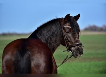 Altri pony/cavalli di piccola taglia, Giumenta, 8 Anni, 155 cm, Sauro