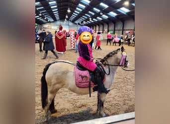 Altri pony/cavalli di piccola taglia, Giumenta, 9 Anni, 115 cm