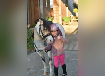 Altri pony/cavalli di piccola taglia, Giumenta, 9 Anni, 115 cm