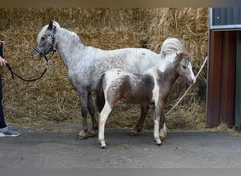 Altri pony/cavalli di piccola taglia, Giumenta, 9 Anni, 118 cm, Leopard