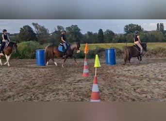 Altri pony/cavalli di piccola taglia, Giumenta, 9 Anni, 127 cm, Sauro scuro