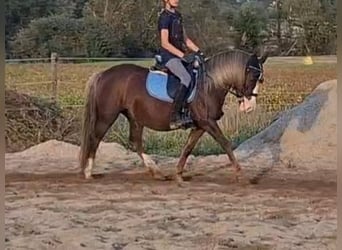 Altri pony/cavalli di piccola taglia, Giumenta, 9 Anni, 127 cm, Sauro scuro