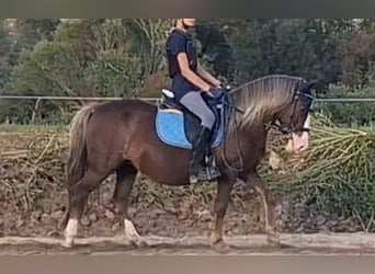 Altri pony/cavalli di piccola taglia, Giumenta, 9 Anni, 127 cm, Sauro scuro