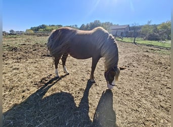 Altri pony/cavalli di piccola taglia, Giumenta, 9 Anni, 127 cm, Sauro scuro
