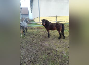 Altri pony/cavalli di piccola taglia Mix, Giumenta, 9 Anni, 128 cm, Baio