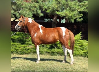 Altri pony/cavalli di piccola taglia, Giumenta, 9 Anni, 130 cm, Pezzato