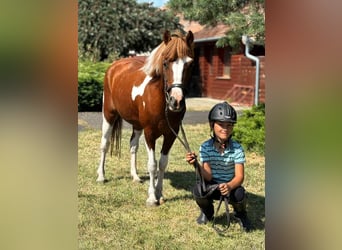Altri pony/cavalli di piccola taglia, Giumenta, 9 Anni, 133 cm, Pezzato