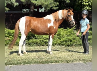 Altri pony/cavalli di piccola taglia, Giumenta, 9 Anni, 133 cm, Pezzato