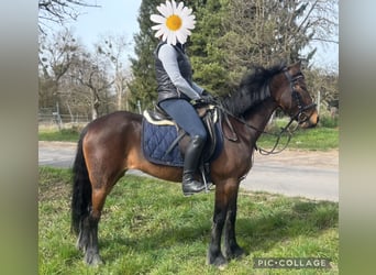 Altri pony/cavalli di piccola taglia, Giumenta, 9 Anni, 137 cm, Baio