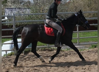 Altri pony/cavalli di piccola taglia, Giumenta, 9 Anni, 147 cm, Morello