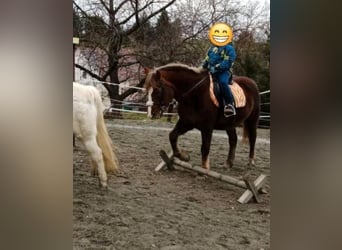 Altri pony/cavalli di piccola taglia, Giumenta, 9 Anni, 147 cm, Sauro