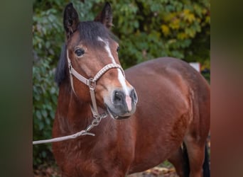 Altri pony/cavalli di piccola taglia, Giumenta, 9 Anni, 148 cm, Baio