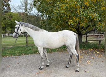 Altri pony/cavalli di piccola taglia, Giumenta, 9 Anni, 149 cm, Grigio