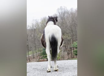 Altri pony/cavalli di piccola taglia, Giumenta, 9 Anni, 94 cm