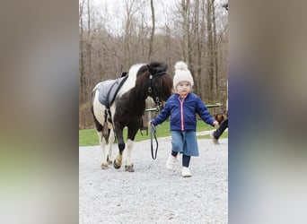 Altri pony/cavalli di piccola taglia, Giumenta, 9 Anni, 94 cm