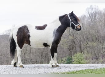 Altri pony/cavalli di piccola taglia, Giumenta, 9 Anni, 94 cm