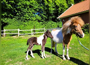 Altri pony/cavalli di piccola taglia, Giumenta, , 115 cm, Pezzato