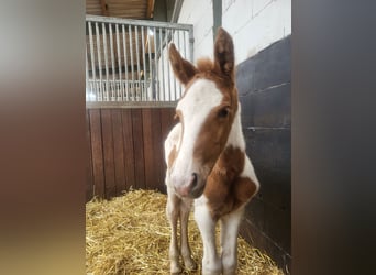 Altri pony/cavalli di piccola taglia Mix, Giumenta, , 145 cm, Pezzato