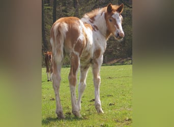 Altri pony/cavalli di piccola taglia, Giumenta, Puledri (03/2026), 152 cm, Pezzato