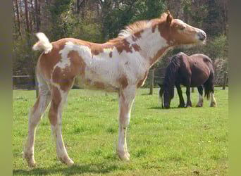 Altri pony/cavalli di piccola taglia, Giumenta, Puledri (03/2026), 152 cm, Pezzato