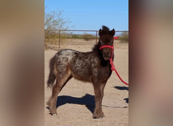 Altri pony/cavalli di piccola taglia, Giumenta, , 66 cm