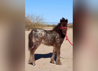 Altri pony/cavalli di piccola taglia, Giumenta, , 66 cm