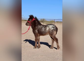 Altri pony/cavalli di piccola taglia, Giumenta, , 66 cm